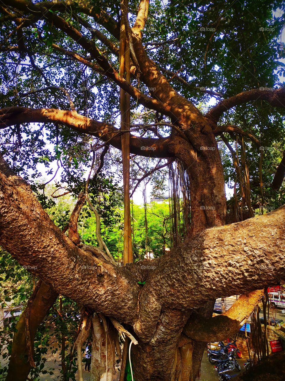 Banyan Tree along with Shaniwar Wada Palace