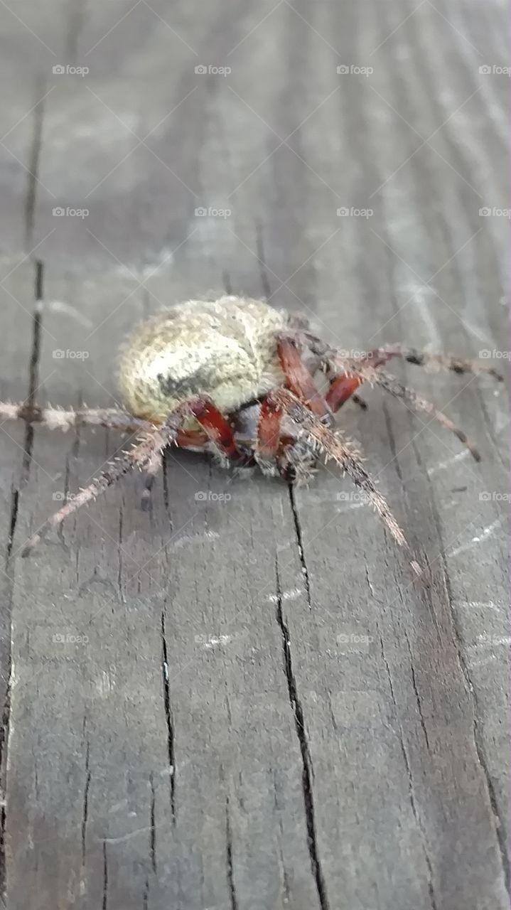 Nature, Spider, Closeup, Animal, Outdoors