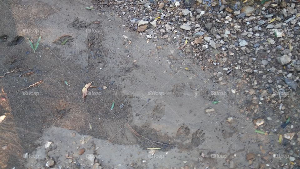 tracks near muddy stream