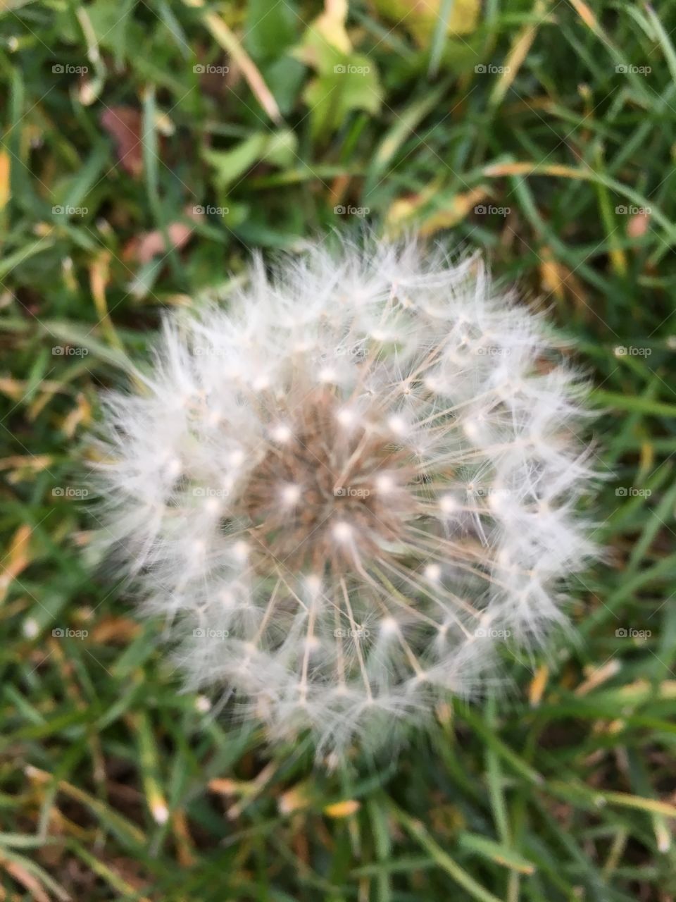 Make which flower in New York