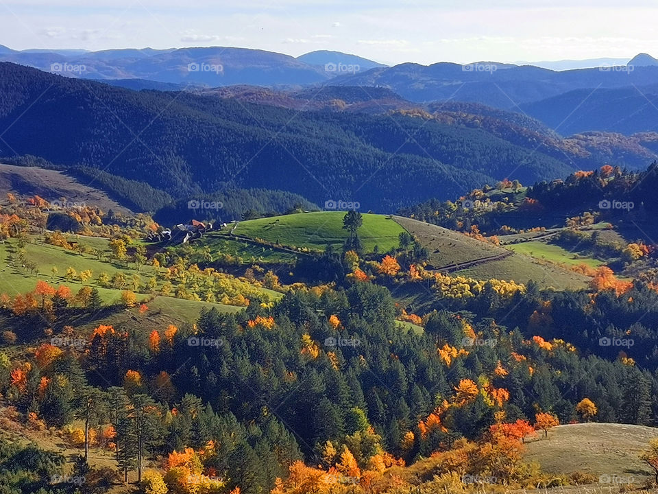 Autumn in the forest