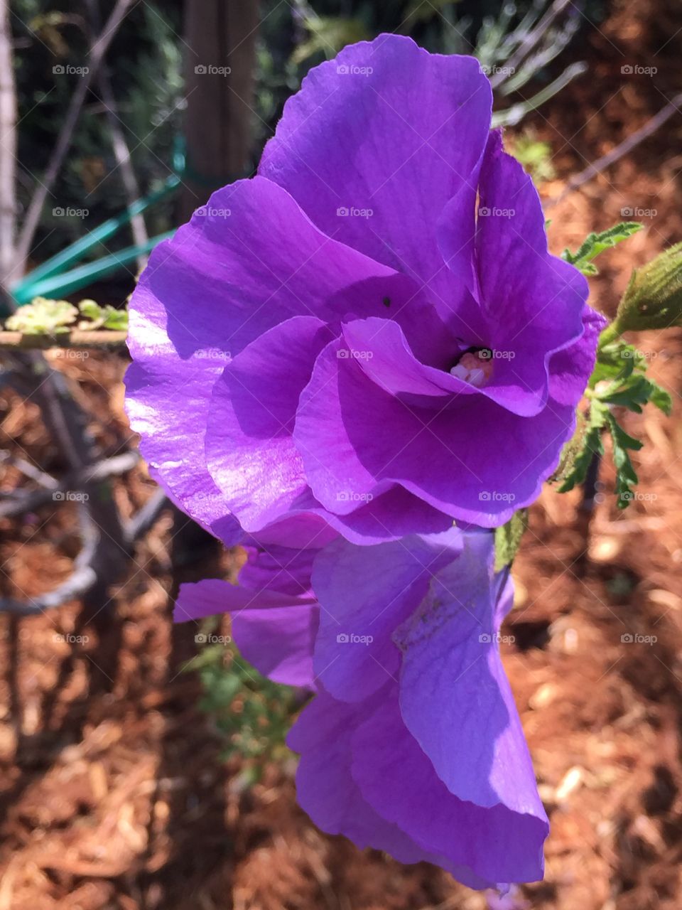 Blue hibiscus (purple)