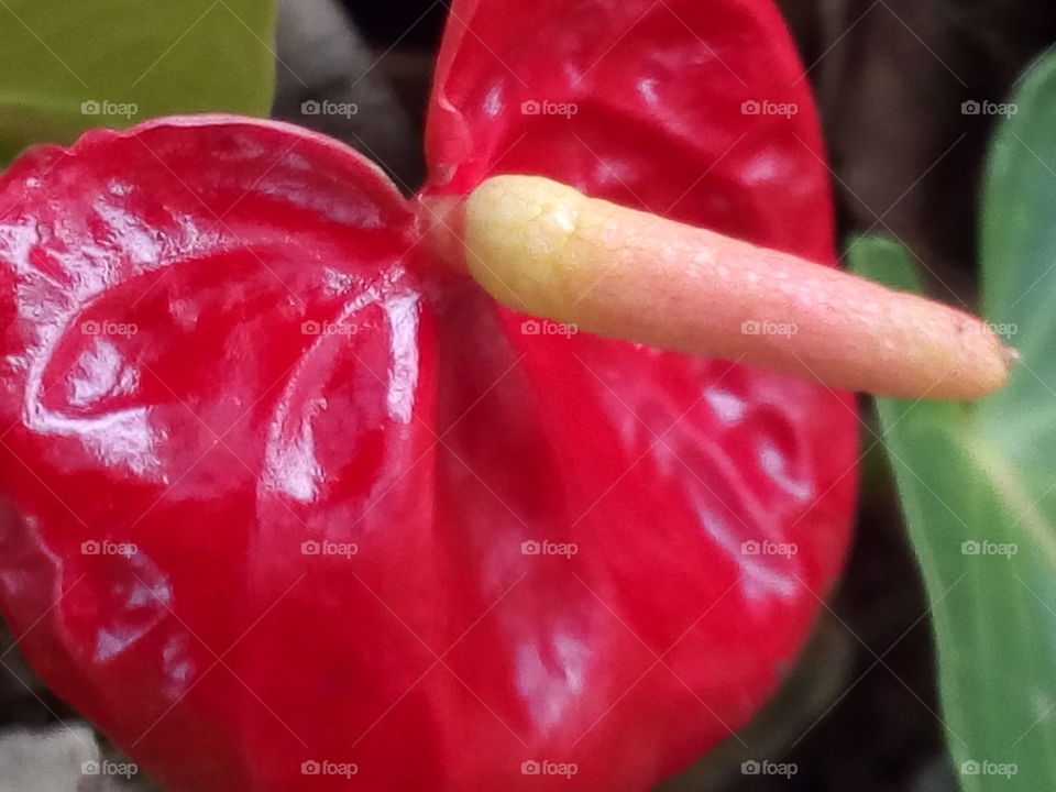 Anthurium flower