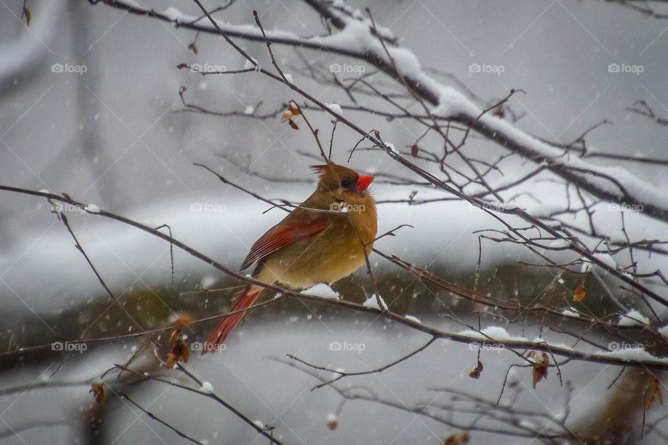 Female northern cardinal on a tree branch in winter during snowfall