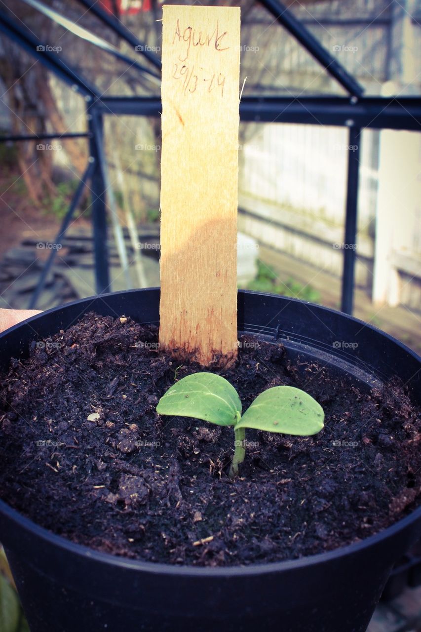 Harvest the seeds of your dream