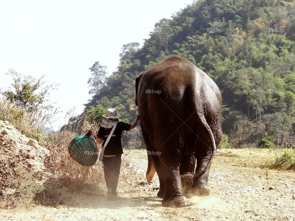 Elephant and rescue worker on walk, chiang mai thailand