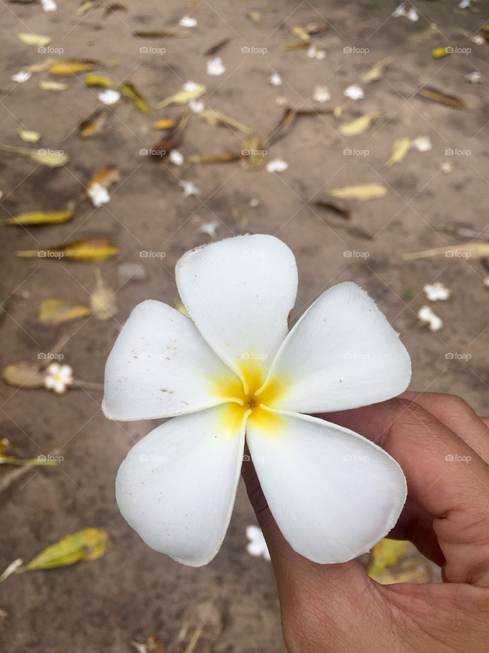 Flowers are the music of the ground ... from earth’s lips spoken without sound.