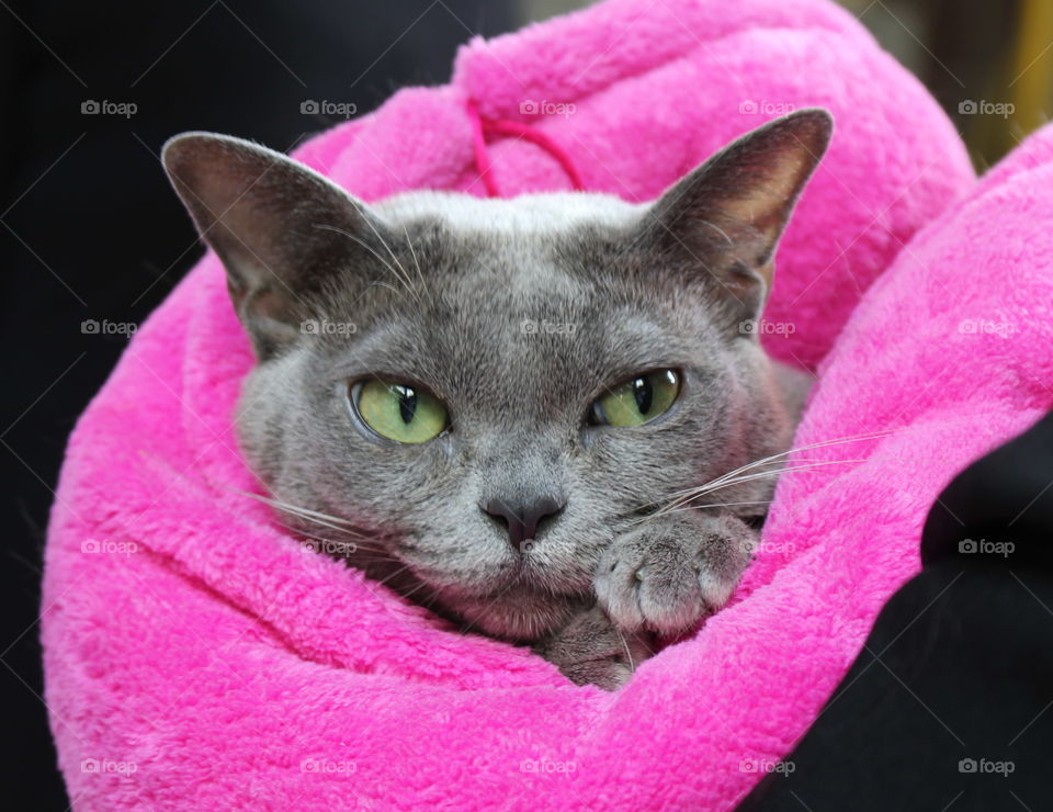 Wrapped grey cat