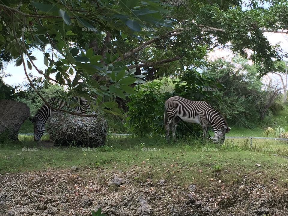 Zebras- hometown