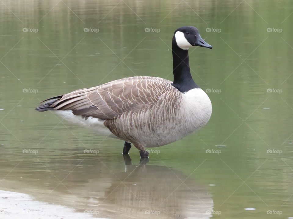 Goose on a rainy day 