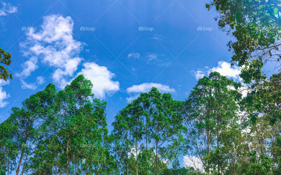 Roça and a lot of nature in Cumuruxatiba Bahia Brasil 🇧🇷