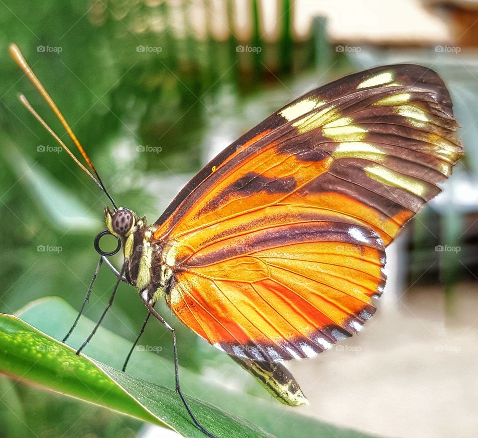 Schmetterlingsgarten Bendorf Germany