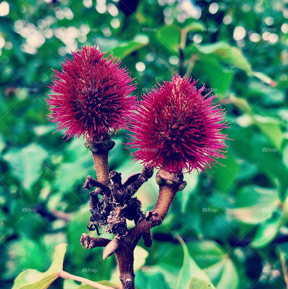 🌹 🇺🇸 Very beautiful flowers to brighten our day.  Live nature and its beauty. Did you like the delicate petals? / 🇧🇷 Flores muito bonitas para alegrar nosso dia. Viva a natureza e sua beleza. Gostaram das pétalas delicadas? 