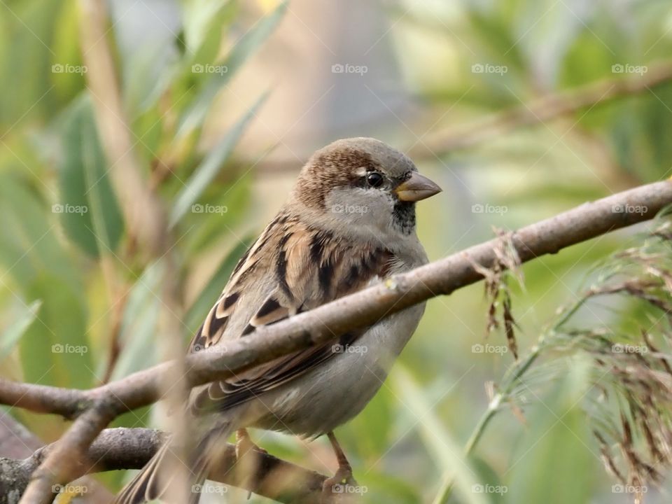 Sparrow