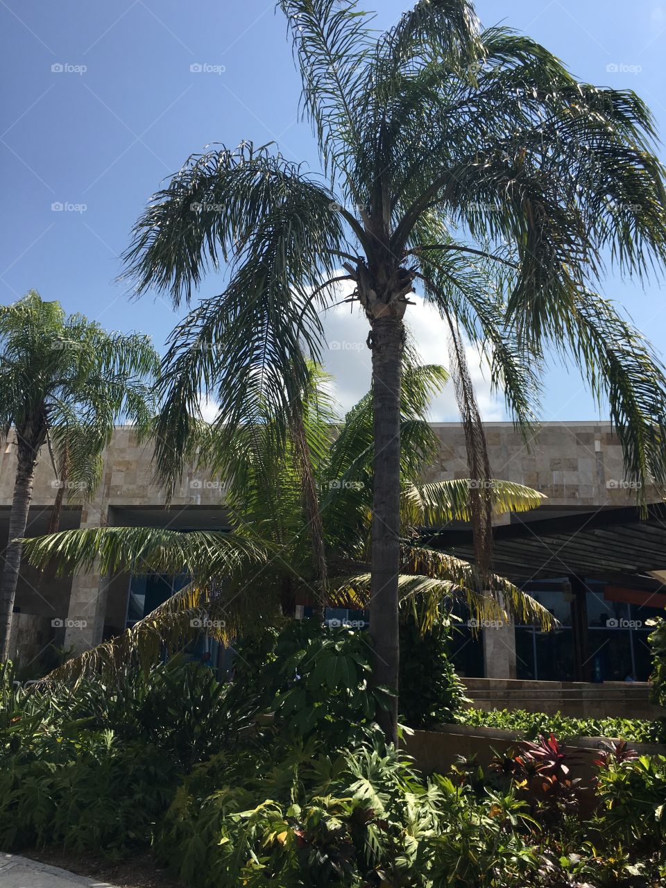 Palm, No Person, Tree, Tropical, Resort