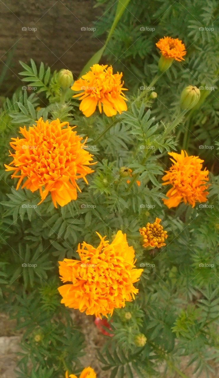 花園，自然，植物，葉子，花。