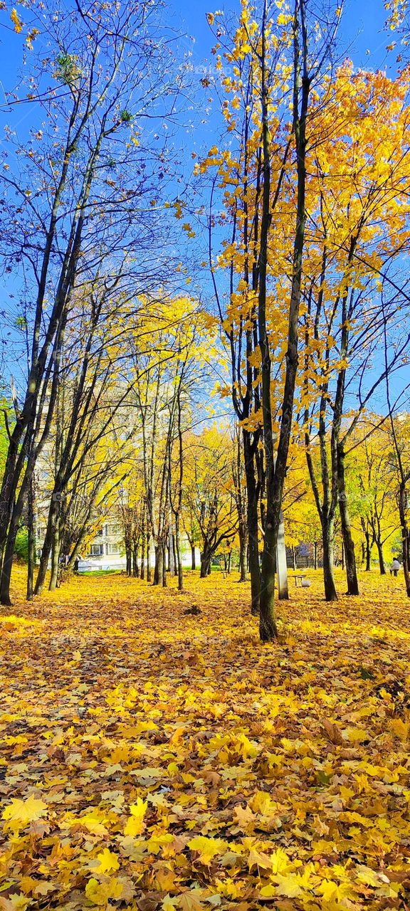 The colors of autumn