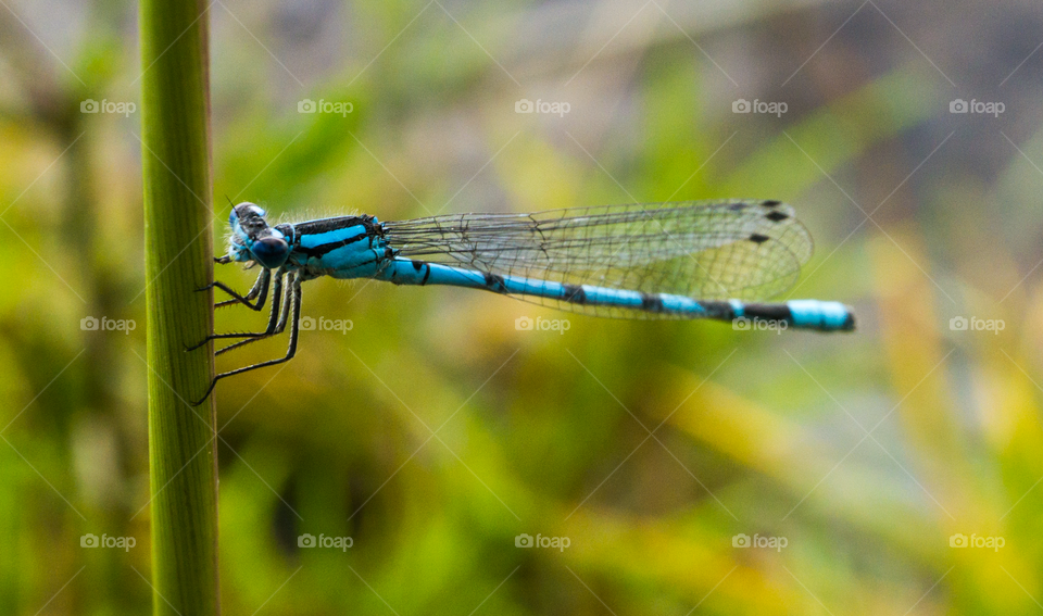 Close-up Blue Dragonfly or Damselfly on grass plant in front of green nature background.