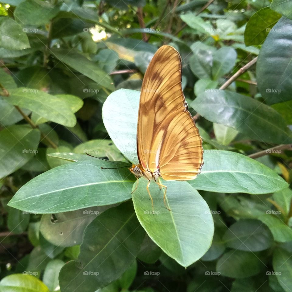 Butterfly on the leaf.