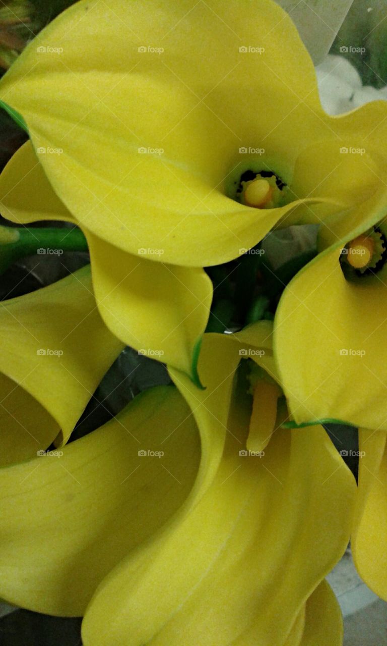 Yellow Calla Lillies.  Some of the prettiest yellow Callas I've seen at the market.