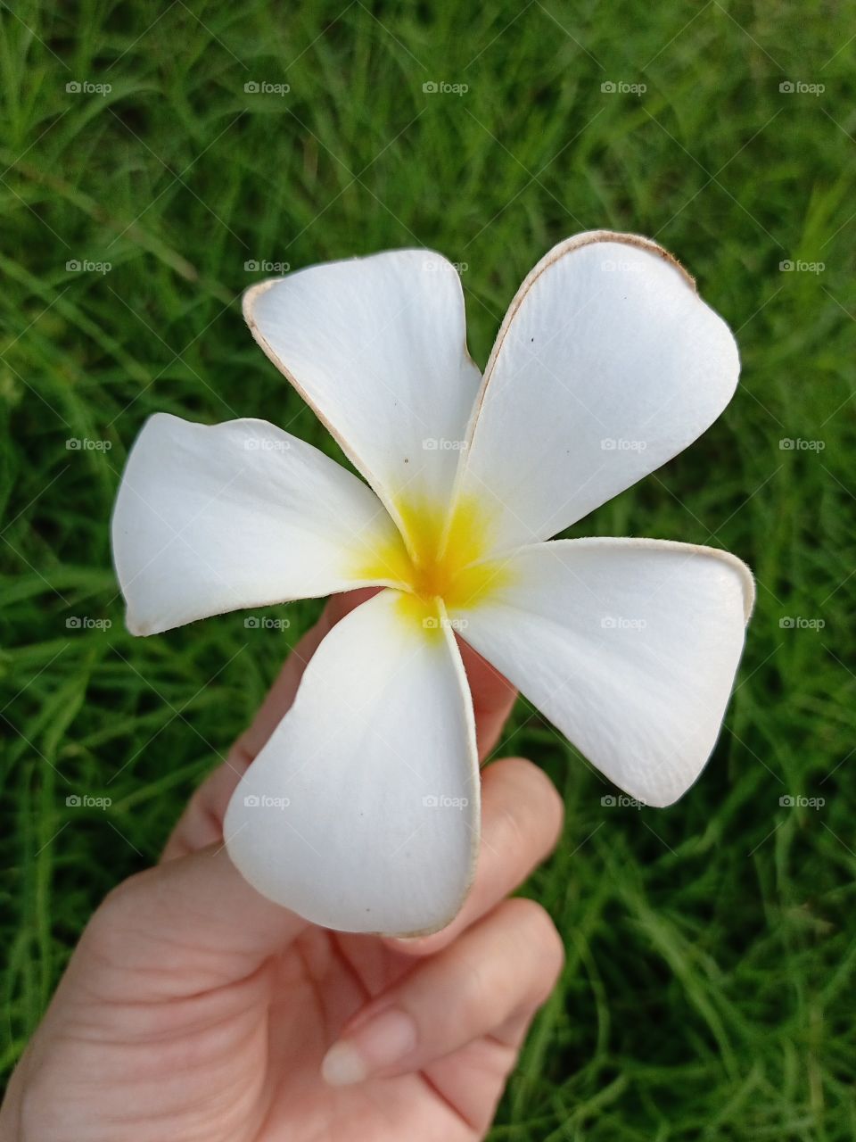 Beautiful Plumeria Flowers