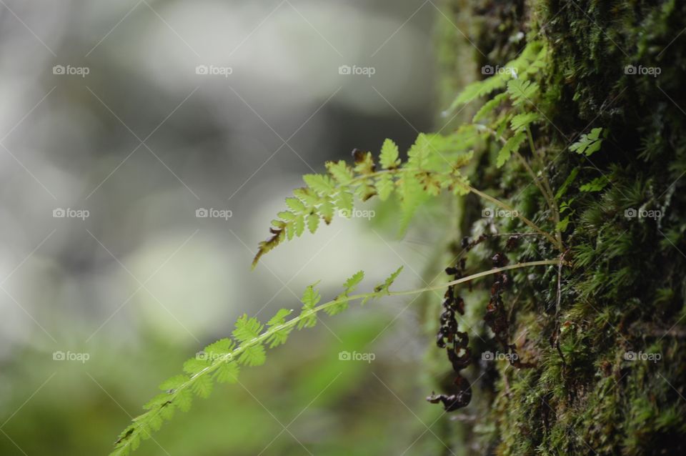 Where the red fern grows. -Wilson Rawls 💚