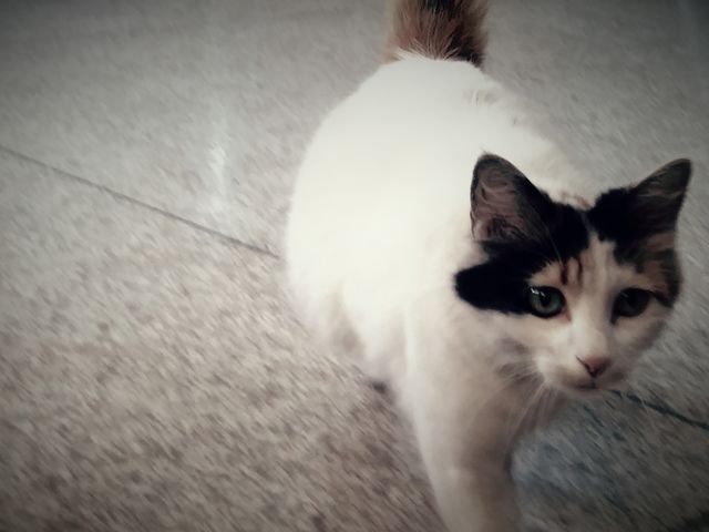 cat