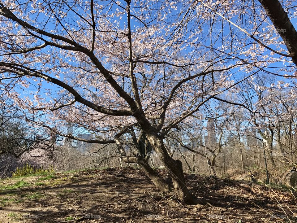 Blooming in Central Park