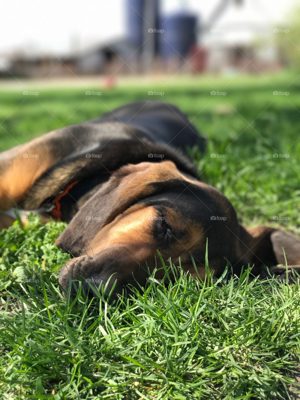 Lazy summer day Bloodhound napping