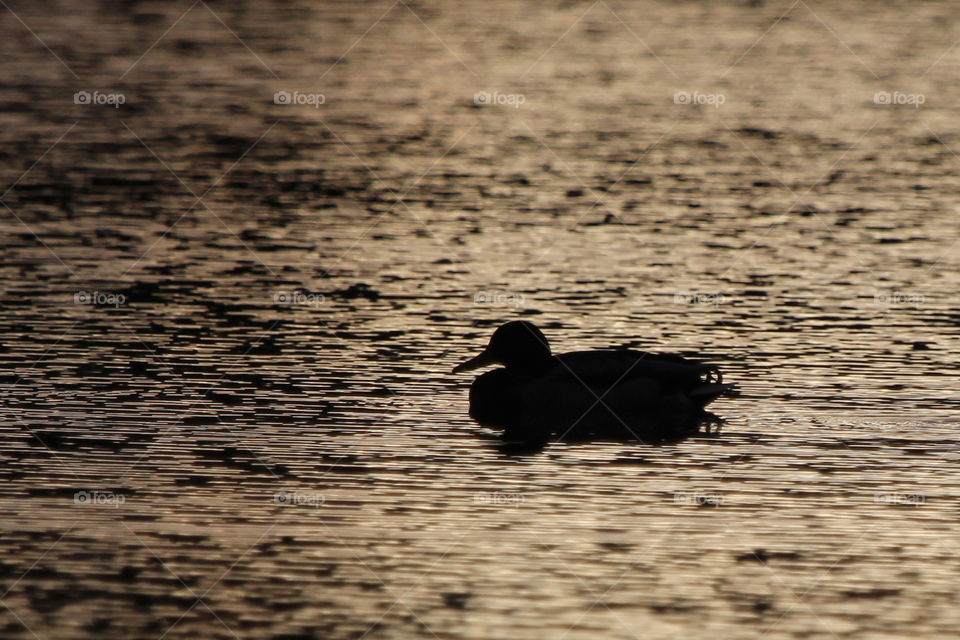 Duck swimming silhouette 