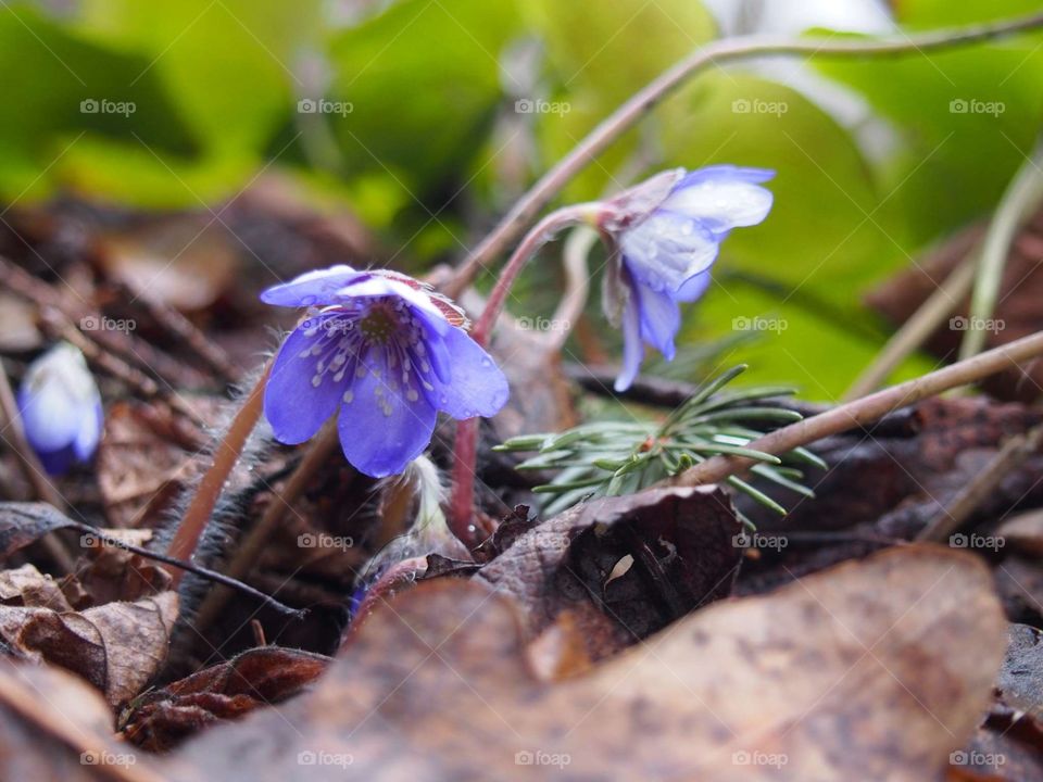 Hepatica 💙
