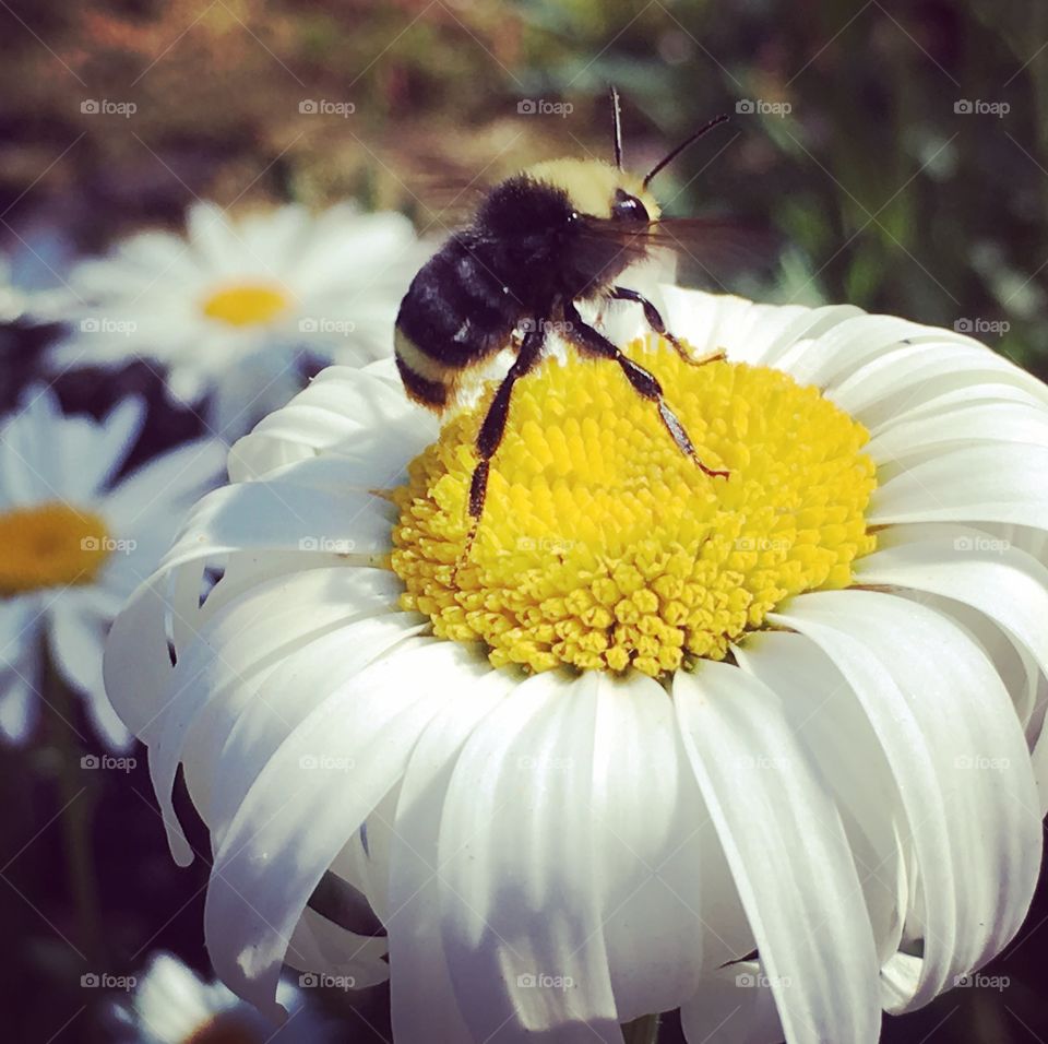 Just a bee
