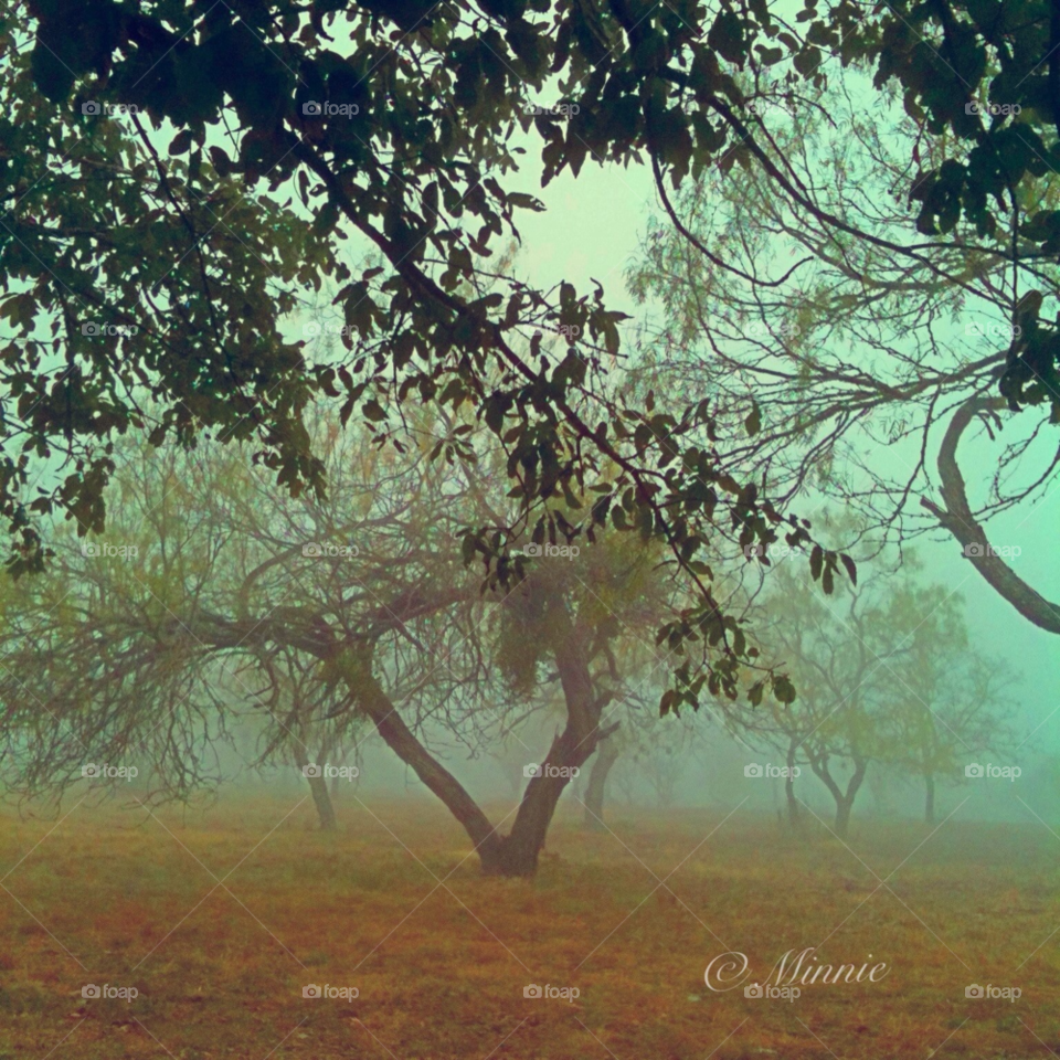 fog texas by minnie_