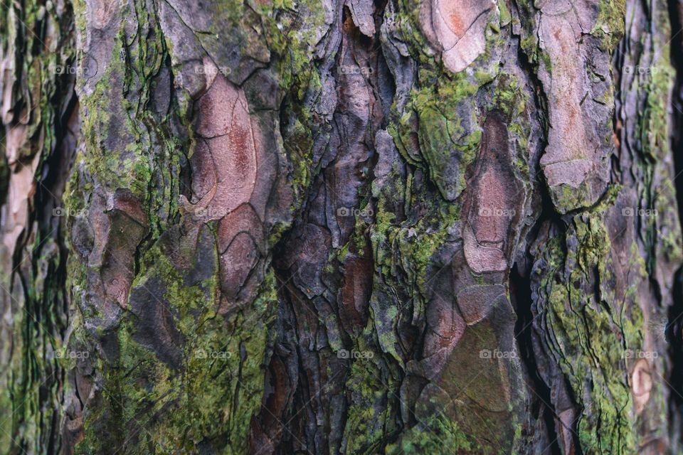 mossy-tree-bark-texture