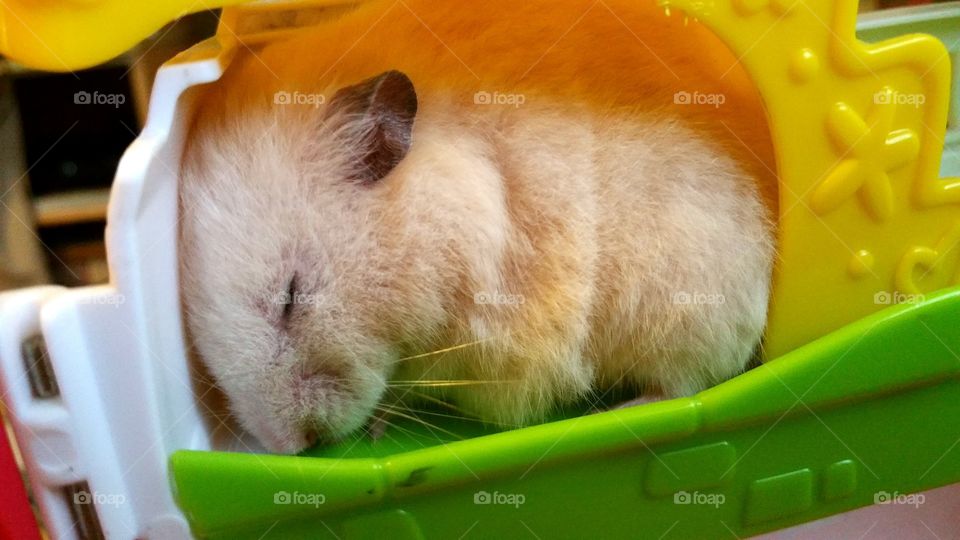 Syrian hamster sleeping in a toy house