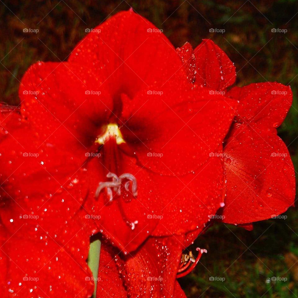 a red flower called amaryllis in the garden