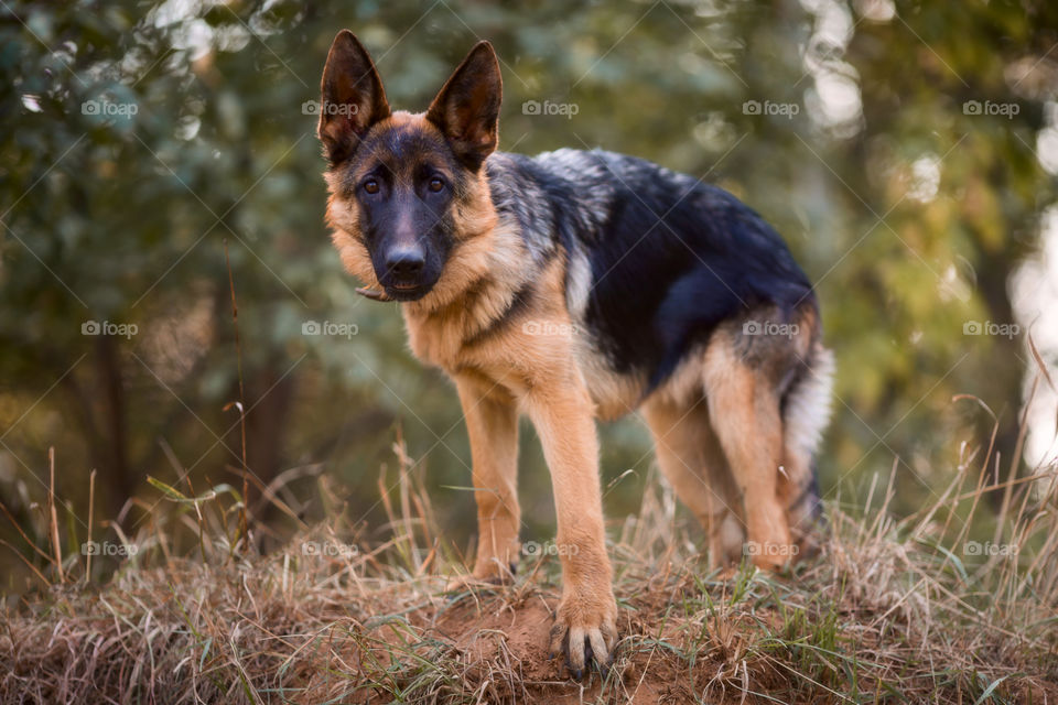 Young German shepherd puppy portrait at autumn park