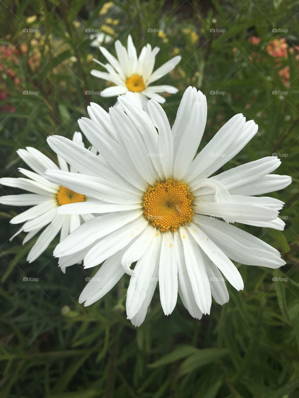 Spring Daisy