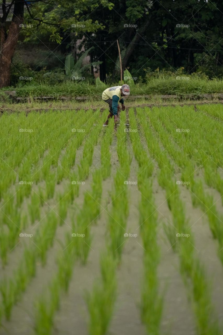 farmer work in rice field
