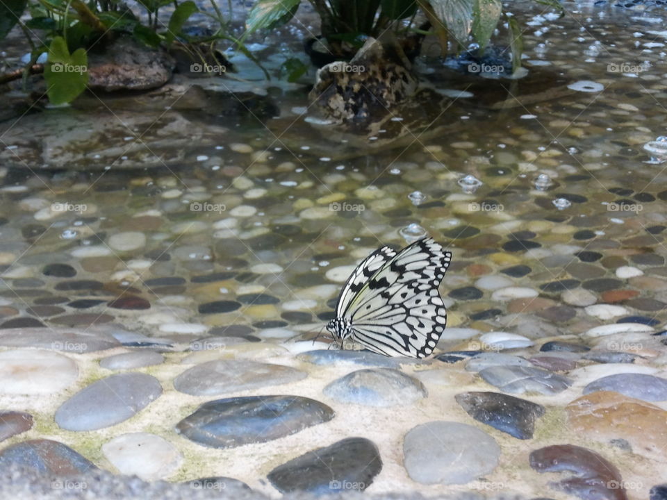water butterfly . took a butterfly 