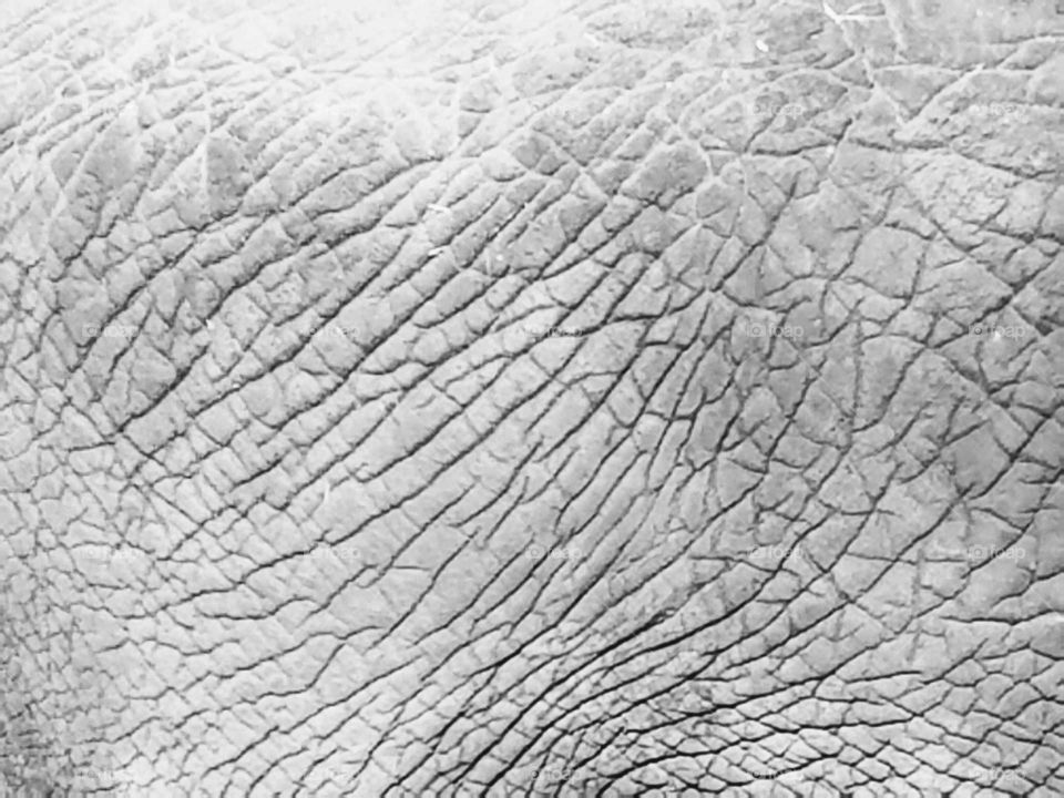 Elephant Skin in black and white
