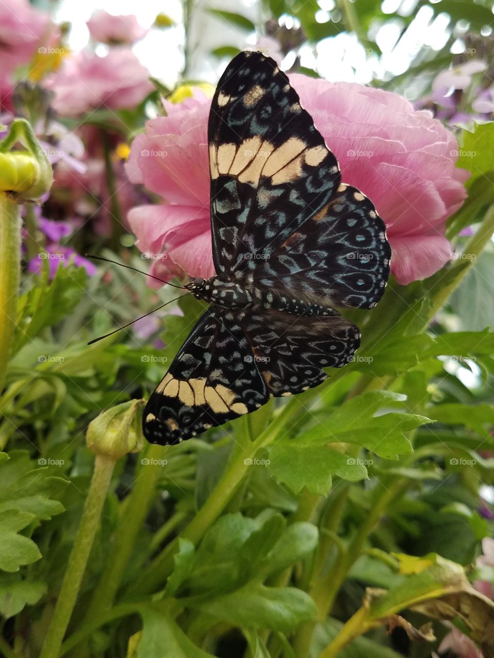 butterfly jungle