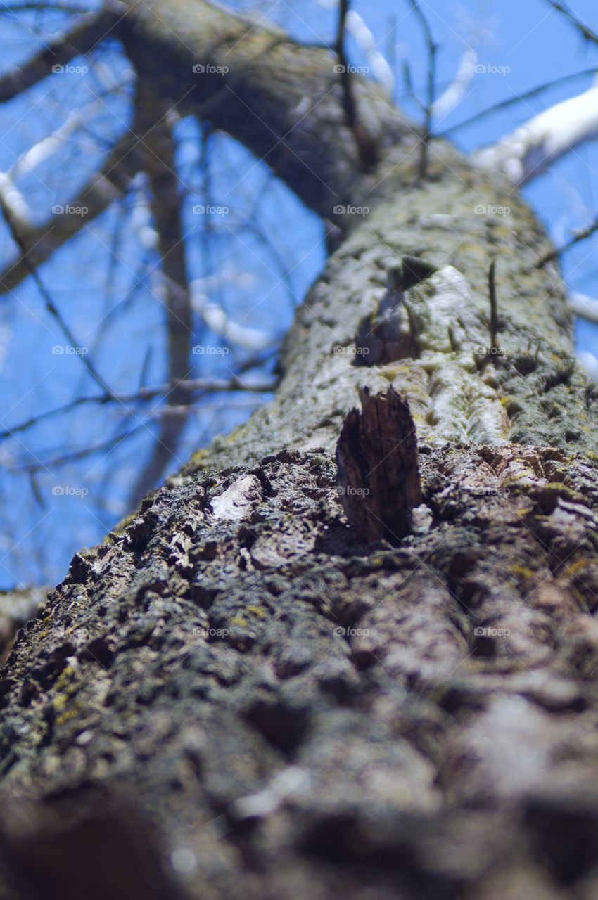 Tree in the spring