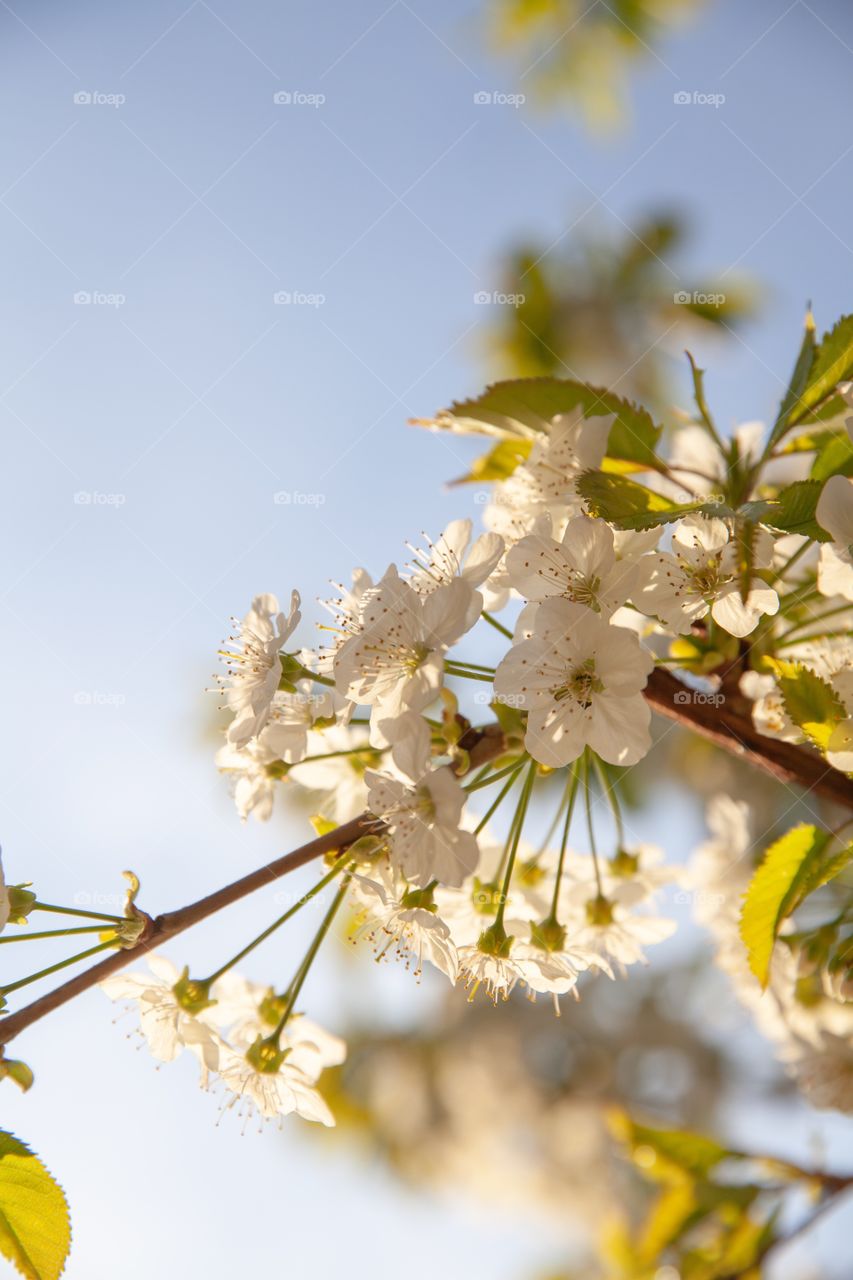 Cherry blooming branch 