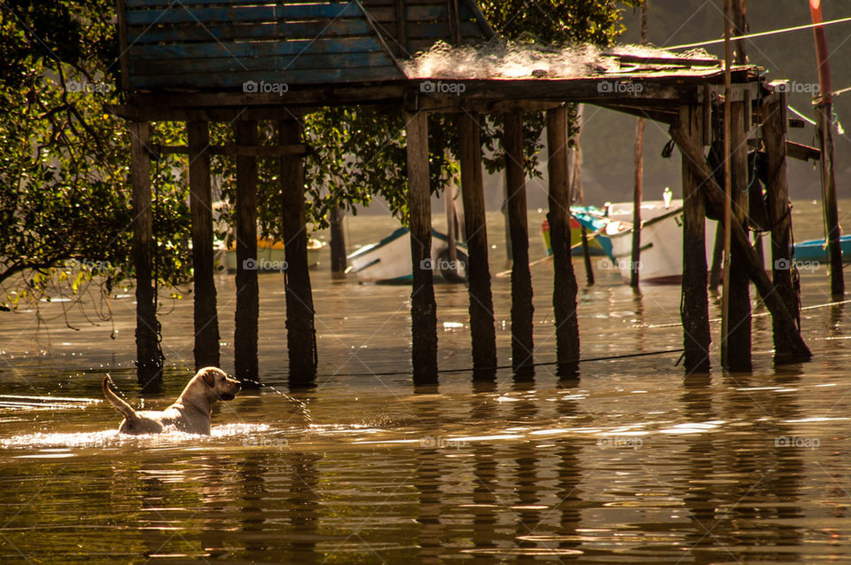 Dog on the river