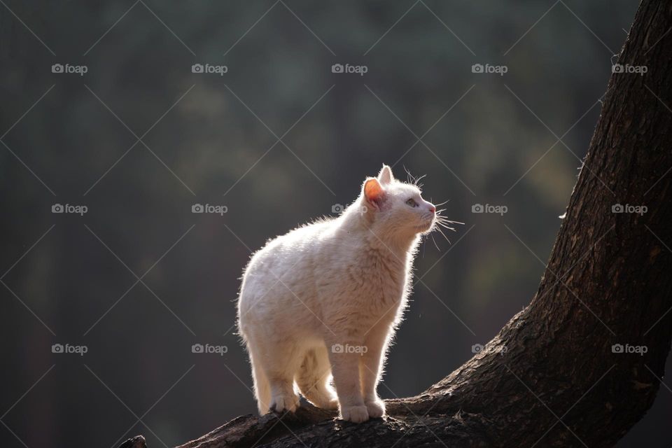The cat looks very handsome and beautiful in the backlight.