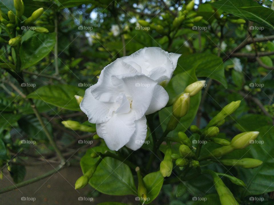 white Jasmine Lily mogra flowers and buds in nature beautiful