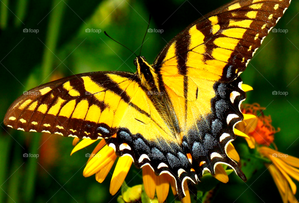 Butterfly pollinating on flower