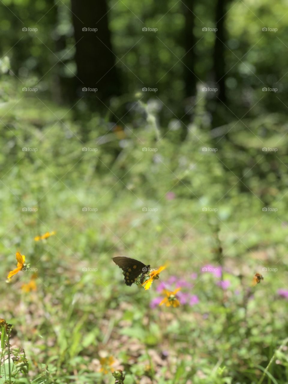 Focus on lovely butterfly on flower 