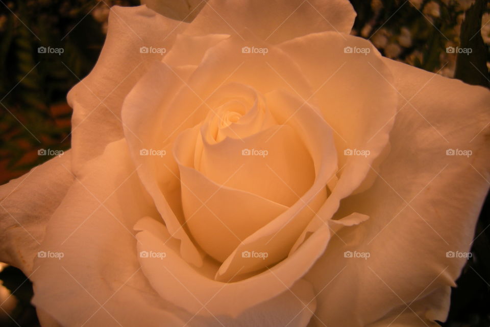 Garden Rose. Grown with love